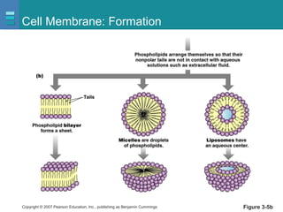 Copyright © 2007 Pearson Education, Inc., publishing as Benjamin Cummings
Cell Membrane: Formation
Figure 3-5b
 