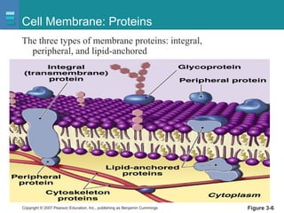 Copyright © 2007 Pearson Education, Inc., publishing as Benjamin Cummings Figure 3-6
Cell Membrane: Proteins
The three types of membrane proteins: integral,
peripheral, and lipid-anchored
 