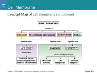Copyright © 2007 Pearson Education, Inc., publishing as Benjamin Cummings Figure 3-9
Cell Membrane
Concept Map of cell membrane components
 
