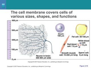 Copyright © 2007 Pearson Education, Inc., publishing as Benjamin Cummings Figure 3-10
The cell membrane covers cells of
various sizes, shapes, and functions
 