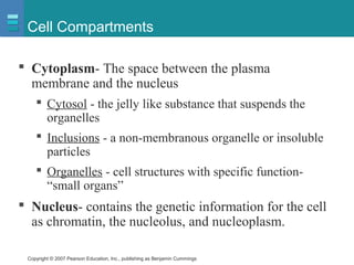 Copyright © 2007 Pearson Education, Inc., publishing as Benjamin Cummings
Cell Compartments
 Cytoplasm- The space between the plasma
membrane and the nucleus
 Cytosol - the jelly like substance that suspends the
organelles
 Inclusions - a non-membranous organelle or insoluble
particles
 Organelles - cell structures with specific function-
“small organs”
 Nucleus- contains the genetic information for the cell
as chromatin, the nucleolus, and nucleoplasm.
 