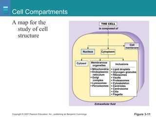 Copyright © 2007 Pearson Education, Inc., publishing as Benjamin Cummings Figure 3-11
Cell Compartments
A map for the
study of cell
structure
 