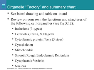 Copyright © 2007 Pearson Education, Inc., publishing as Benjamin Cummings
Organelle “Factory” and summary chart
 See board drawing and table on board
 Review on your own the functions and structures of
the following cell organelles (see fig 3:12):
 Inclusions (3-types)
 Centrioles, Cillia, & Flagella
 Cytoplasmic protein fibers (3 sizes)
 Cytoskeleton
 Mitochondria
 Smooth/Rough Endoplasmic Reticulum
 Cytoplasmic Vesicles
 Nucleus
 
