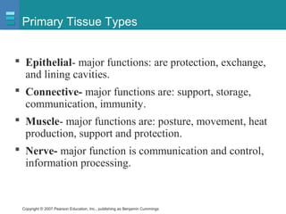 Copyright © 2007 Pearson Education, Inc., publishing as Benjamin Cummings
Primary Tissue Types
 Epithelial- major functions: are protection, exchange,
and lining cavities.
 Connective- major functions are: support, storage,
communication, immunity.
 Muscle- major functions are: posture, movement, heat
production, support and protection.
 Nerve- major function is communication and control,
information processing.
 