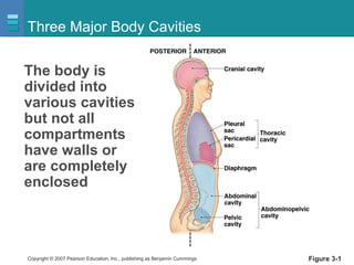 Copyright © 2007 Pearson Education, Inc., publishing as Benjamin Cummings
Three Major Body Cavities
Figure 3-1
The body is
divided into
various cavities
but not all
compartments
have walls or
are completely
enclosed
 