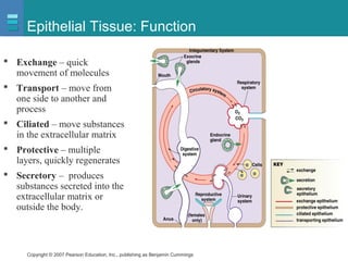 Copyright © 2007 Pearson Education, Inc., publishing as Benjamin Cummings
Epithelial Tissue: Function
 Exchange – quick
movement of molecules
 Transport – move from
one side to another and
process
 Ciliated – move substances
in the extracellular matrix
 Protective – multiple
layers, quickly regenerates
 Secretory – produces
substances secreted into the
extracellular matrix or
outside the body.
 