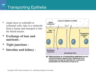 Copyright © 2007 Pearson Education, Inc., publishing as Benjamin Cummings
Transporting Epithelia
 single layer or cuboidal or
columnar cells, take in a molecule
from a lumen and transport it into
the blood stream.
 Exchange of ions and
nutrients -
 Tight junctions -
 Intestine and kidney -
 