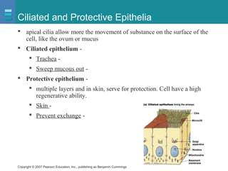 Copyright © 2007 Pearson Education, Inc., publishing as Benjamin Cummings
Ciliated and Protective Epithelia
 apical cilia allow more the movement of substance on the surface of the
cell, like the ovum or mucus
 Ciliated epithelium -
 Trachea -
 Sweep mucous out -
 Protective epithelium -
 multiple layers and in skin, serve for protection. Cell have a high
regenerative ability.
 Skin -
 Prevent exchange -
 