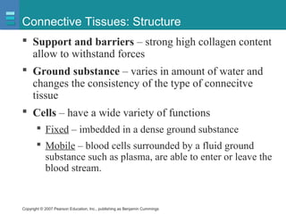 Copyright © 2007 Pearson Education, Inc., publishing as Benjamin Cummings
Connective Tissues: Structure
 Support and barriers – strong high collagen content
allow to withstand forces
 Ground substance – varies in amount of water and
changes the consistency of the type of connecitve
tissue
 Cells – have a wide variety of functions
 Fixed – imbedded in a dense ground substance
 Mobile – blood cells surrounded by a fluid ground
substance such as plasma, are able to enter or leave the
blood stream.
 