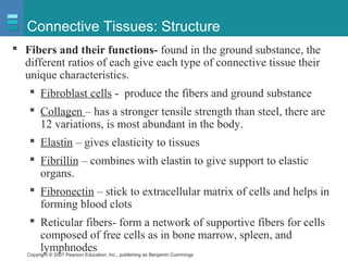 Copyright © 2007 Pearson Education, Inc., publishing as Benjamin Cummings
Connective Tissues: Structure
 Fibers and their functions- found in the ground substance, the
different ratios of each give each type of connective tissue their
unique characteristics.
 Fibroblast cells - produce the fibers and ground substance
 Collagen – has a stronger tensile strength than steel, there are
12 variations, is most abundant in the body.
 Elastin – gives elasticity to tissues
 Fibrillin – combines with elastin to give support to elastic
organs.
 Fibronectin – stick to extracellular matrix of cells and helps in
forming blood clots
 Reticular fibers- form a network of supportive fibers for cells
composed of free cells as in bone marrow, spleen, and
lymphnodes
 