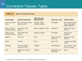 Copyright © 2007 Pearson Education, Inc., publishing as Benjamin Cummings
Connective Tissues: Types
 