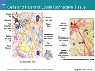 Copyright © 2007 Pearson Education, Inc., publishing as Benjamin Cummings
Cells and Fibers of Loose Connective Tissue
Figure 3-29 (1 of 2)
 