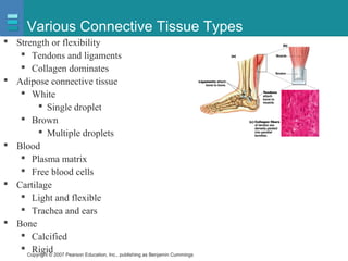 Copyright © 2007 Pearson Education, Inc., publishing as Benjamin Cummings
Various Connective Tissue Types
 Strength or flexibility
 Tendons and ligaments
 Collagen dominates
 Adipose connective tissue
 White
 Single droplet
 Brown
 Multiple droplets
 Blood
 Plasma matrix
 Free blood cells
 Cartilage
 Light and flexible
 Trachea and ears
 Bone
 Calcified
 Rigid
 