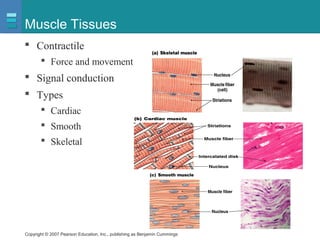 Copyright © 2007 Pearson Education, Inc., publishing as Benjamin Cummings
Muscle Tissues
 Contractile
 Force and movement
 Signal conduction
 Types
 Cardiac
 Smooth
 Skeletal
 