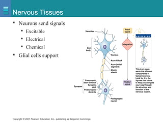 Copyright © 2007 Pearson Education, Inc., publishing as Benjamin Cummings
Nervous Tissues
 Neurons send signals
 Excitable
 Electrical
 Chemical
 Glial cells support
 