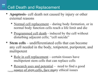 Copyright © 2007 Pearson Education, Inc., publishing as Benjamin Cummings
Cell Death and Replacement
 Apoptosis- cell death not caused by injury or other
external reasons
 Normal cell replacement – during body formation, or in
normal body function cells reach a life limit and die
 Programmed cell death - induced by the cell without
disturbing adjacent cells; “cell suicide”
 Stem cells – undifferentiated cells that can become
any cell needed in the body, totipotent, puripotent, and
mulitpotent
 Role in cell replacement – certain tissues have
multipotent stem cells that can replace cells
 Research uses and potential – need to find a good
source of stem cells, face many ethical issues
 
