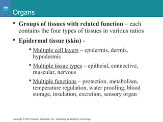 Copyright © 2007 Pearson Education, Inc., publishing as Benjamin Cummings
Organs
 Groups of tissues with related function – each
contains the four types of tissues in various ratios
 Epidermal tissue (skin) -
 Multiple cell layers – epidermis, dermis,
hypodermis
 Multiple tissue types – epitheial, connective,
muscular, nervous
 Multiple functions – protection, metabolism,
temperature regulation, water proofing, blood
storage, insulation, excretion, sensory organ
 