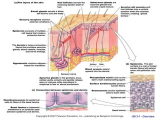 Copyright © 2007 Pearson Education, Inc., publishing as Benjamin Cummings UN 3-1 - Overview
 