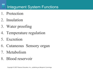 Copyright © 2007 Pearson Education, Inc., publishing as Benjamin Cummings
Integument System Functions
1. Protection
2. Insulation
3. Water proofing
4. Temperature regulation
5. Excretion
6. Cutaneous Sensory organ
7. Metabolism
8. Blood reservoir
 