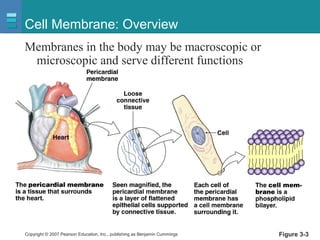 Copyright © 2007 Pearson Education, Inc., publishing as Benjamin Cummings Figure 3-3
Cell Membrane: Overview
Membranes in the body may be macroscopic or
microscopic and serve different functions
 