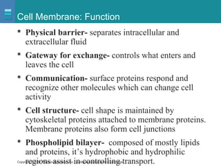 Copyright © 2007 Pearson Education, Inc., publishing as Benjamin Cummings
Cell Membrane: Function
 Physical barrier- separates intracellular and
extracellular fluid
 Gateway for exchange- controls what enters and
leaves the cell
 Communication- surface proteins respond and
recognize other molecules which can change cell
activity
 Cell structure- cell shape is maintained by
cytoskeletal proteins attached to membrane proteins.
Membrane proteins also form cell junctions
 Phospholipid bilayer- composed of mostly lipids
and proteins, it’s hydrophobic and hydrophilic
regions assist in controlling transport.
 