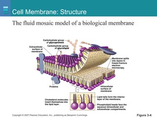 Copyright © 2007 Pearson Education, Inc., publishing as Benjamin Cummings Figure 3-4
Cell Membrane: Structure
The fluid mosaic model of a biological membrane
 