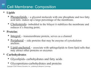 Copyright © 2007 Pearson Education, Inc., publishing as Benjamin Cummings
Cell Membrane: Composition
 Lipids
 Phospolipids – a glycerol molecule with one phosphate and two fatty
acid tails- makes up a large percentage of the membrane.
 Cholesterols- imbedded in the bilayer it stabilizes the membrane and
reduces it’s freezing point.
 Proteins
 Integral – transmembrane protein, serves as a channel
 Peripheral – side proteins that may be enzyme of cytoskeleton
anchors
 Lipid-anchored – associate with sphingolipids to form lipid rafts that
may attract other proteins or enzymes
 Carbohydrates
 Glycolipids- carbohydrates and fatty acids
 Glycoprotiens-carbohydrates and proteins
 