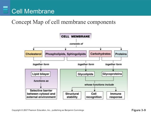 Compartments & cells