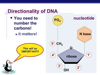 Rna Directionality CH 3D Nucleic Acids and their information.ppt