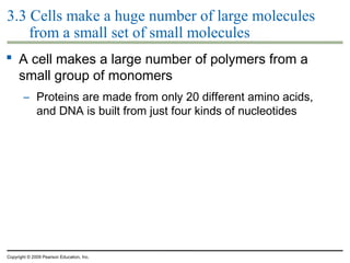 3.3 Cells make a huge number of large molecules
from a small set of small molecules
 A cell makes a large number of polymers from a
small group of monomers
– Proteins are made from only 20 different amino acids,
and DNA is built from just four kinds of nucleotides

Copyright © 2009 Pearson Education, Inc.

 