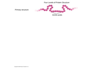 Four Levels of Protein Structure

Primary structure
Amino acids

 