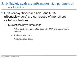 3.16 Nucleic acids are information-rich polymers of
nucleotides
 DNA (deoxyribonucleic acid) and RNA
(ribonucleic acid) are composed of monomers
called nucleotides
– Nucleotides have three parts
– A five-carbon sugar called ribose in RNA and deoxyribose
in DNA
– A phosphate group
– A nitrogenous base

Copyright © 2009 Pearson Education, Inc.

 