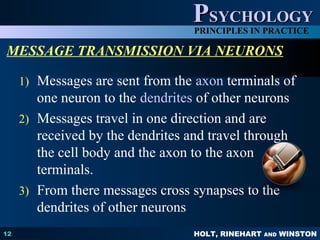 HOLT, RINEHART AND WINSTON
PPSYCHOLOGYSYCHOLOGY
PRINCIPLES IN PRACTICE
12
MESSAGE TRANSMISSION VIA NEURONS
1) Messages are sent from the axon terminals of
one neuron to the dendrites of other neurons
2) Messages travel in one direction and are
received by the dendrites and travel through
the cell body and the axon to the axon
terminals.
3) From there messages cross synapses to the
dendrites of other neurons
 