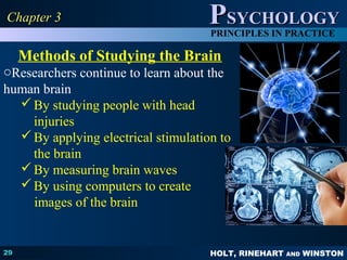 HOLT, RINEHART AND WINSTON
PPSYCHOLOGYSYCHOLOGY
PRINCIPLES IN PRACTICE
29
Chapter 3Chapter 3
Methods of Studying the Brain
oResearchers continue to learn about the
human brain
By studying people with head
injuries
By applying electrical stimulation to
the brain
By measuring brain waves
By using computers to create
images of the brain
 