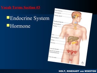 HOLT, RINEHART AND WINSTON
PPSYCHOLOGYSYCHOLOGY
PRINCIPLES IN PRACTICE
Vocab Terms Section #3
Endocrine System
Hormone
 