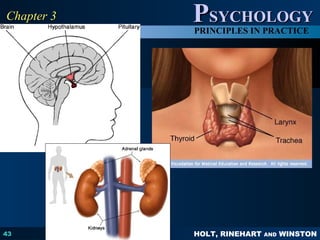HOLT, RINEHART AND WINSTON
PPSYCHOLOGYSYCHOLOGY
PRINCIPLES IN PRACTICE
43
Chapter 3Chapter 3
 