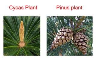 Pinus Cycas Ch 3 Plant Kingdom 4 Division Gymospermae.pptx