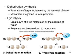 10
• Dehydration synthesis
– Formation of large molecules by the removal of water
– Monomers are joined to form polymers
• Hydrolysis
– Breakdown of large molecules by the addition of
water
– Polymers are broken down to monomers
HO
HO H
HO HH HHO
HO H HHO
a. Dehydration reaction b. Hydrolysis reaction
H2O H2O
Copyright © The McGraw-Hill Companies, Inc. Permission required for reproduction or display.
 