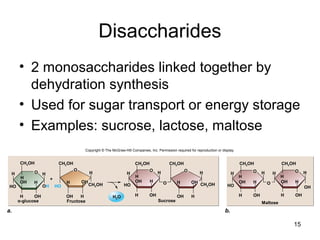 15
Disaccharides
• 2 monosaccharides linked together by
dehydration synthesis
• Used for sugar transport or energy storage
• Examples: sucrose, lactose, maltose
OH
SucroseFructoseα-glucose
HO
CH2OH
H
OH
H
OH
H
H
H
O
H
OH H
H
O
HO
H
OH
H
OH OH
H
H
O
H OH
OH H
HO
+
a. b.
Maltose
HO
H
OH
H
OH OH
H
H
O H
OH
H
OH
OH
H
H
H
O
OH
HO
H2O
CH2OH CH2OH CH2OH CH2OH CH2OH
CH2OH CH2OH
Copyright © The McGraw-Hill Companies, Inc. Permission required for reproduction or display.
 