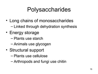 16
Polysaccharides
• Long chains of monosaccharides
– Linked through dehydration synthesis
• Energy storage
– Plants use starch
– Animals use glycogen
• Structural support
– Plants use cellulose
– Arthropods and fungi use chitin
 