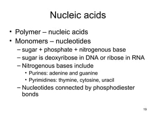 Nucleic acids
• Polymer – nucleic acids
• Monomers – nucleotides
– sugar + phosphate + nitrogenous base
– sugar is deoxyribose in DNA or ribose in RNA
– Nitrogenous bases include
• Purines: adenine and guanine
• Pyrimidines: thymine, cytosine, uracil
– Nucleotides connected by phosphodiester
bonds
19
 