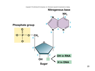 20
5 ́
2
8
7 6
39
4
5
1
NH2
O
P
O-
–
O O CH2
Phosphate group
Sugar
Nitrogenous base
OH
NN
N
O
4 ́ 1 ́
2 ́3 ́
H in DNA
OH in RNA
Copyright © The McGraw-Hill Companies, Inc. Permission required for reproduction or display.
 