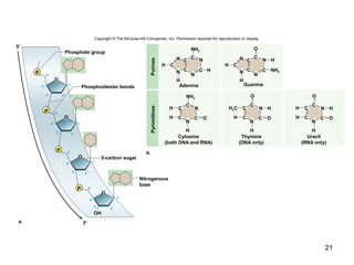 21
5′
3′
P
P
P
P
OH
Phosphate group
O
O
NH2CC
NN
N
C
H
N
C
CH
O
H
H
OC
NC
H
N
C
NH2
H
CH
a.
b.
O
O
O
C
NC
H
N
C
H3C
CH
H
O
O
C
NC
H
N
C
H
CH
CC
NN
N
C
H
N
C
CH
H
O
4′
5′
1′
3′ 2′
4′
5′
1′
3′ 2′
4′
5′
1′
3′ 2′
4′
5′
1′
3′
2′
Phosphodiester bonds
5-carbon sugar
Nitrogenous
base
NH2
GuanineAdenine
PurinesPyrimidines
Copyright © The McGraw-Hill Companies, Inc. Permission required for reproduction or display.
Cytosine
(both DNA and RNA)
Thymine
(DNA only)
Uracil
(RNA only)
 