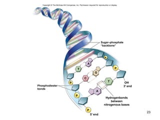23
Copyright © The McGraw-Hill Companies, Inc. Permission required for reproduction or display.
5′ end
P
P
P
P
P
C
G
A
A
OH
T
T
Phosphodiester
bonds
3′ end
Sugar–phosphate
“backbone”
Hydrogenbonds
between
nitrogenous bases
 