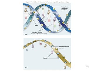 25
Copyright © The McGraw-Hill Companies, Inc. Permission required for reproduction or display.
P
P
P
P
P
P
P
P
P
P
P
P
P
P
P
G
C
G
C
T
A
A
A
A
T
T
G
Bases
Hydrogen bonding
Occurs between base-pairs
P
P
PP
P
P
P
G
G
C
A
A
U
U
Bases
Deoxyribose-
phosphate
backbone
Ribose-phosphate
backbone
RNA
DNA
 