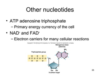26
Other nucleotides
• ATP adenosine triphosphate
– Primary energy currency of the cell
• NAD+
and FAD+
– Electron carriers for many cellular reactions
4′
5
6
2
39
4
8
7
1′
3′ 2′
5′
1
CH2
OOO
O–
OH OH
NH2
N
N
N
N
O
–
O O O OP P P
Triphosphate group
5-carbon sugar
O
Nitrogenous base
(adenine)
O–
O–
Copyright © The McGraw-Hill Companies, Inc. Permission required for reproduction or display.
 