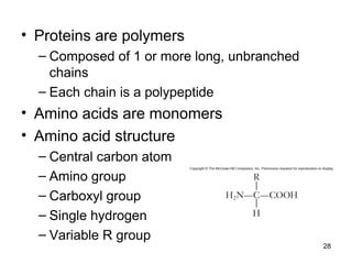 28
• Proteins are polymers
– Composed of 1 or more long, unbranched
chains
– Each chain is a polypeptide
• Amino acids are monomers
• Amino acid structure
– Central carbon atom
– Amino group
– Carboxyl group
– Single hydrogen
– Variable R group
 