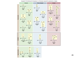 29
CH2
CH2
CH3
CH2
OH H O
S H
S
CH2
CH2
O
CH2
NH2
+
C C O–
H3N+
C C O–
H3N+
C C O–
H3N+
C C O–
H3N+
C C O–
H3N+
C C O–
H3N+
C C O–
H3N+
C C O–
H3N+
C C O–
H3N+
C C O–
H3N+
C C O–
H3N+
C C O–
H3N+
C C O–
H3N+
C C O–
H3N+
C C O–
H3N+
C C O–
H3N+ C C O–
H3N+
C C O–
H3N+
CH C O–
C C O–
NH3
+
CH3
OH
CH2
OH
OH
H
OH
OH
CH3CH3
CH
CH2
OH
CH3CH3
CH
CH2
OH
NH2O
C
CH2
OH
O–
O
C
CH2
CH2
CH2 NH3
+
OH
CH2
CH2
CH2
OH
O–
O
C
CH2
CH2
OH
NH2O
C
H C CH3
CH2
CH3
OH
H C OH
CH3
OH
CH2
CH
C N
HC NH+
H O
H
CH2
NH
C
H O
CH2
H O
OH
CH2
H O
CH2
CH2
NH
NH2
C
OH
CH2
NH3
+
Nonpolar Polar uncharged Charged
Proline
(Pro)
Methionine
(Met)
Cysteine
(Cys)
Tryptophan
(Trp)
Tyrosine
(Tyr)
Phenylalanine
(Phe)
Glycine
(Gly)
Leucine
(Leu)
Glutamine
(Gln)
Isoleucine
(Ile)
Asparagine
(Asn)
Asparticacid
(Asp)
Histidine
(His)
Lysine
(Lys)
Glutamic acid
(Glu)
Threonine
(Thr) Arginine
(Arg)
(Ser)
Serine
(Ala)
Alanine
NonaromaticAromaticSpecialfunction
Copyright © The McGraw-Hill Companies, Inc. Permission required for reproduction or display.
Valine
(Val)
 