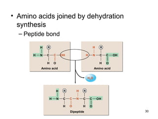 30
• Amino acids joined by dehydration
synthesis
– Peptide bond
RH
H
R
H O
R
OH
RH
OH
H2O
H
O
H
OH OH
OHH
CC C C
CC CC
N
N N
NH H
Amino acid
Dipeptide
Amino acid
 