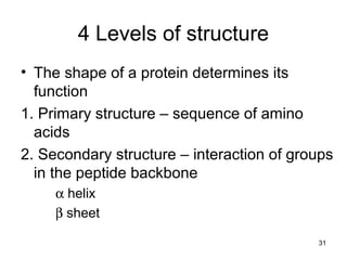 31
4 Levels of structure
• The shape of a protein determines its
function
1. Primary structure – sequence of amino
acids
2. Secondary structure – interaction of groups
in the peptide backbone
α helix
β sheet
 